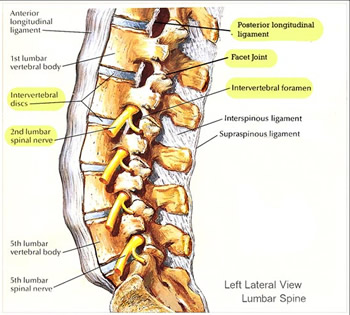 Lower back anatomy